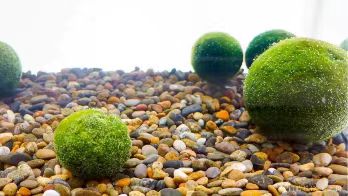 Hvad er Chlorella Vulgaris?